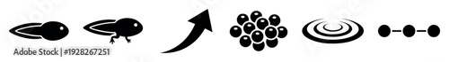 Set of black minimalist icons showing the life cycle of a frog from spawn to tadpole with legs, including symbols for growth, process, and water ripples in a simple graphic style