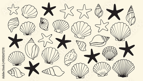 Illustration of various seashells and starfish