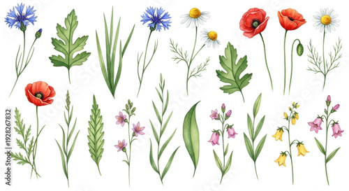Wildflowers Collection in Watercolor Style with Vibrant Colors on White Background for Floral Design