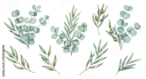Eucalyptus branches in watercolor style with soft green color on white background for botanical illustration