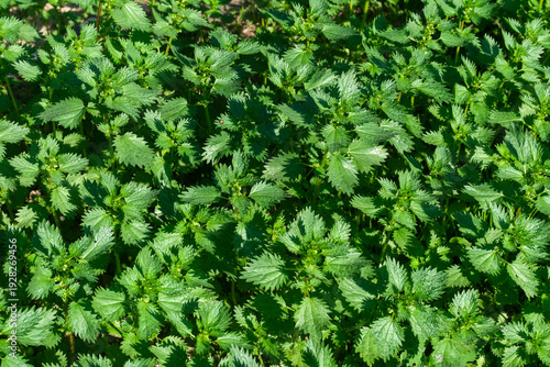 Fotografi In the wild, stinging nettle grows (Urtica urens)