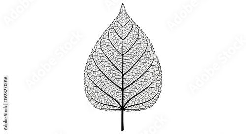 Detailed leaf structure illustration on white background for design resources