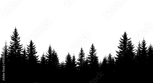 Silhouette of evergreen trees against white sky isolated forest vector