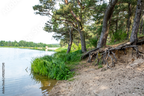 Canvas Print Exposed tree roots on eroded forest slope with pine trees and dry soil in natura