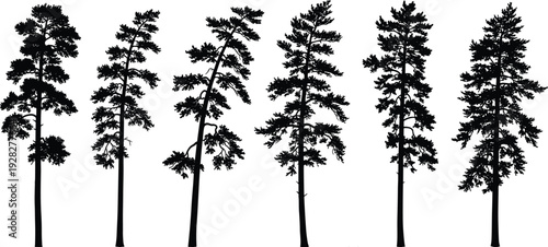 Set of Pine Tree Silhouettes for Architectural Site Plans and Landscape Design Including Coniferous Fir Evergreen and Forest Timber Elements