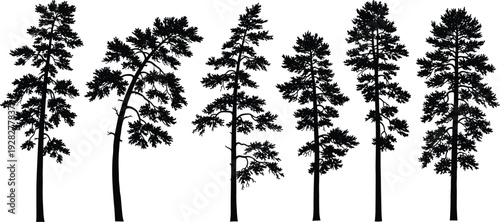 Set of pine tree silhouettes, cad drawing flat vector illustration, conifer forest, evergreen wood, isolated nature elements for landscape architecture design
