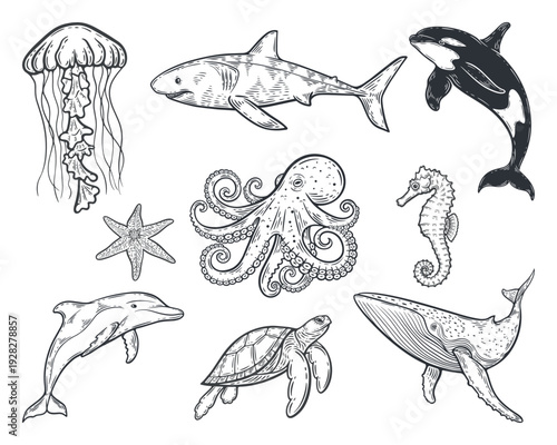 Underwater sea life animals set, starfish, blue whale, turtle, jellyfish, dolphin, seahorse, octopus, orca, killer whale, shark, marine life illustration, black and white silhouette,engraving isolated