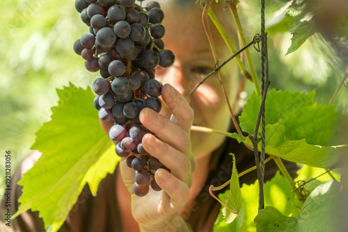 Woman picks grapes from a grapevine in a vineyard during the daytime in a rural area