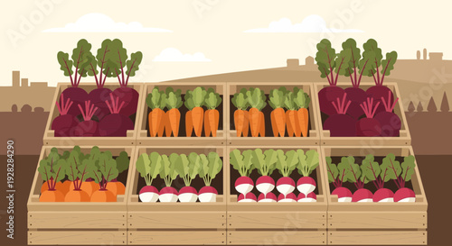 Freshly Harvested Root Vegetables Displayed in Wooden Crates.