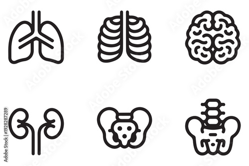 Body anatomy icons representing internal systems with lungs rib cage brain kidneys and pelvic bone art