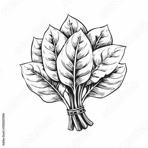 Fresh spinach leaves vector illustration isolated on white background