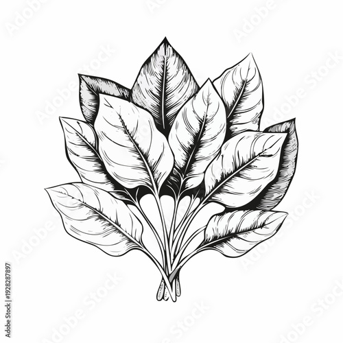 Fresh spinach leaves vector illustration isolated on white background