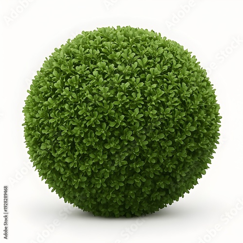 Topiary Green Boxwood Hedge Sphere Isolated on White Background for Garden Design and Eco Decoration
