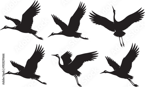 Seven black silhouettes of birds in various flight positions against a white background