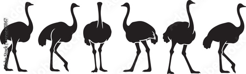 A group of ostriches walking together in a line on a white background.