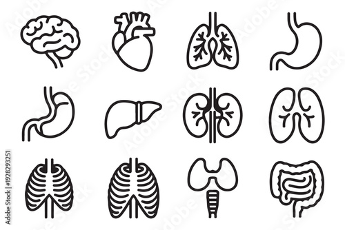 Human internal organs line icon set including brain heart lungs stomach liver kidneys and digestive system