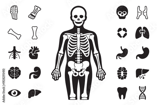 Human skeleton and anatomical organ icons collection, solid black style