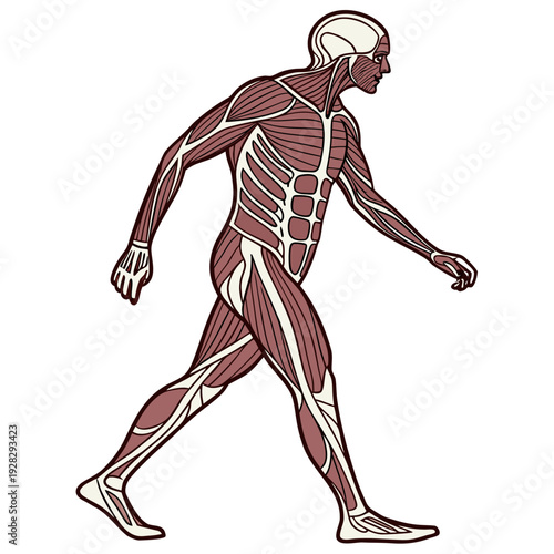 Human muscle anatomy transparent skin medical