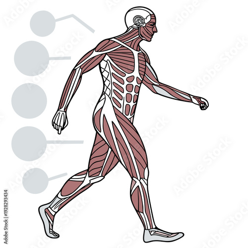 Human muscle anatomy human body transparent background