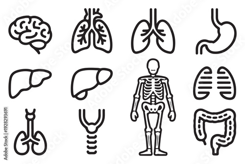 Set of human internal organs and systems icons, vector illustration of anatomical parts outlines