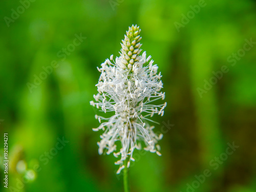 Tableau sur toile A ribwort plantain (Plantago media) as a background image