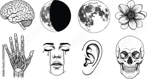 Vintage monochrome vector illustration set featuring human brain, skull, anatomical ear and hand, celestial moon phases, blooming flower and crying woman face expressions