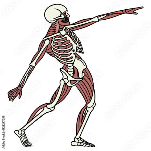 Human skeleton with muscles in dynamic pose anatomy