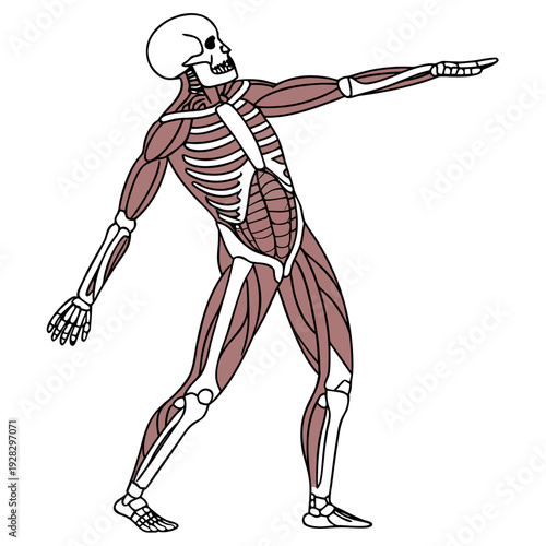 Human skeletal and muscular system anatomy human skeleton