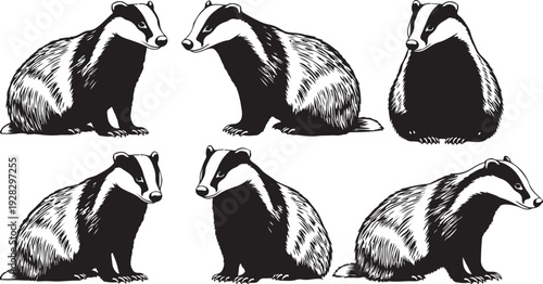 Six different poses of a badger showcasing its unique features and movements