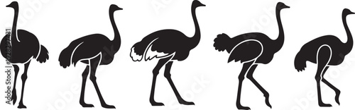 Five ostriches walking in a line against a white background