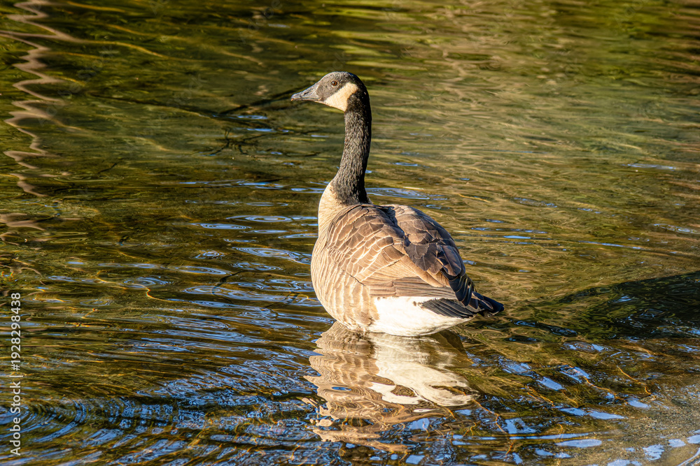 Obraz premium Canadian geese on Sasamat Lake in white pine beach of Port Moody, BC Canada