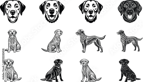 Labrador retriever dog icon set in various poses flat design vector illustration scalable graphic