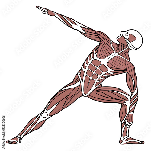Muscular anatomy of a person in triangle yoga pose