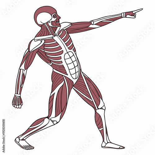 Anatomical of human muscular system human body anatomy