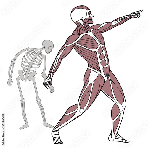 Human skeleton and muscular system anatomy medical