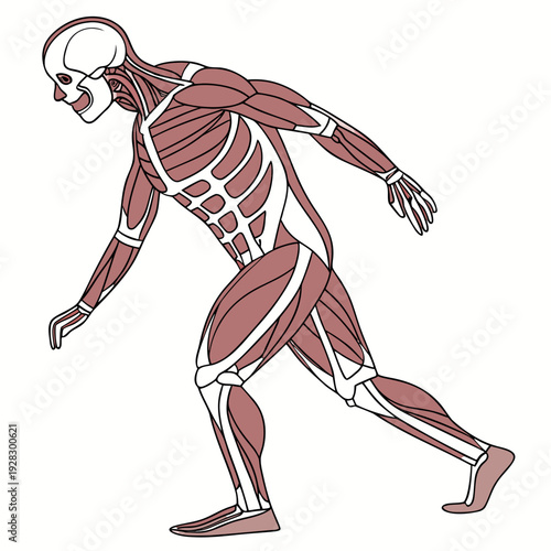 Muscular system of a running man with skeleton human body