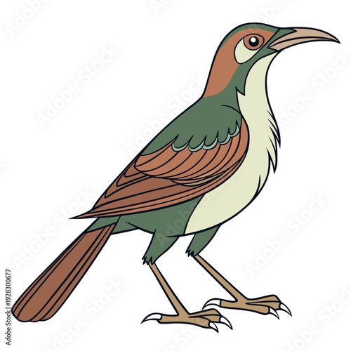 Green and brown bird with long curved beak and white chest