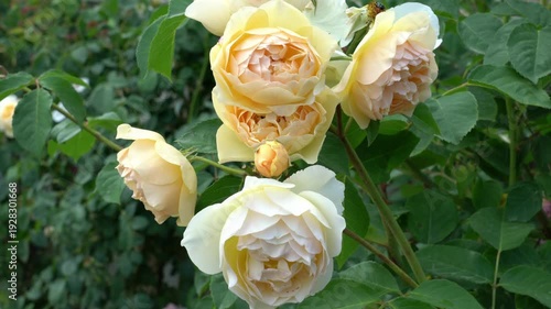 Viewing yellow roses blooming in a garden