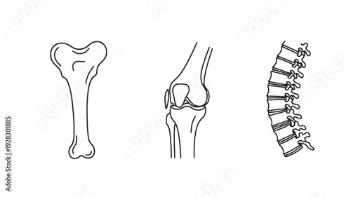 Human Skeleton Bones Vector Illustration For Medical Education And Anatomy Studies Isolated On White Background