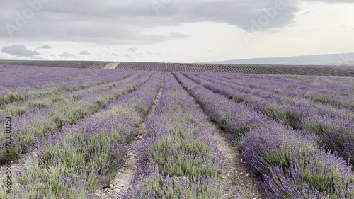 Lavender field view in summer afternoon light