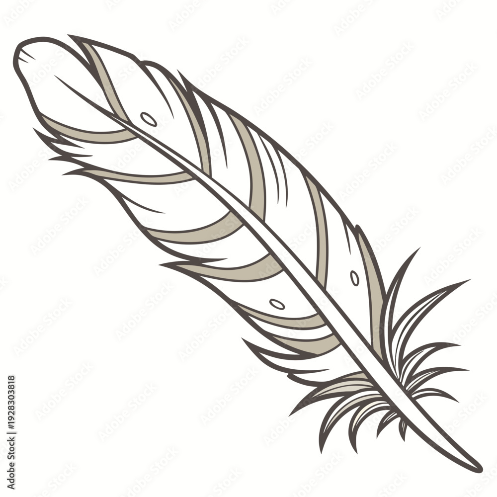 Fototapeta premium Of a single feather in brown and beige hues white background