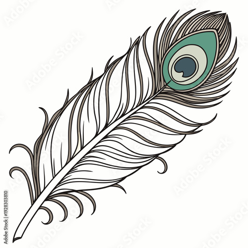 Peacock feather with green eye and brown and white quill