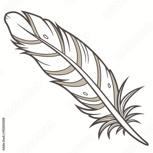 Of a single feather in brown and beige hues white background