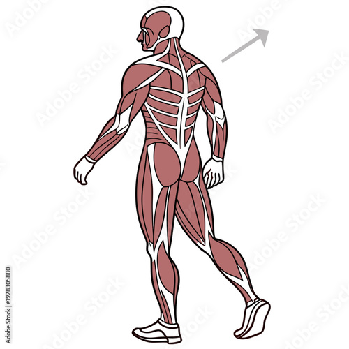 Human muscle anatomy human body red and white muscular system