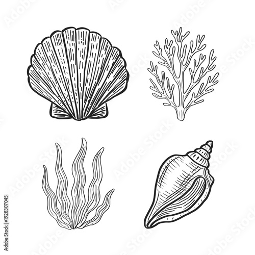 Hand drawn sea shell sketches: collection of various mollusks, starfish and corals in vintage engraving style.