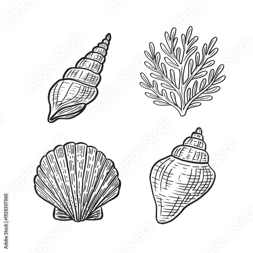 Marine life outline vector set: minimalist black and white sea shells and coastal elements for coloring book or logo design.