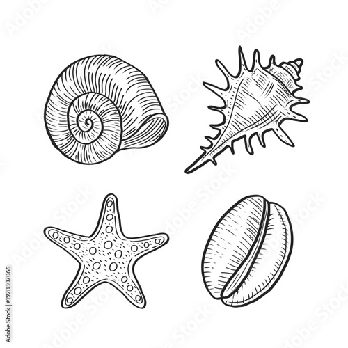 Seashells line art collection: hand drawn doodle set of shells, snails and starfish isolated on white background.