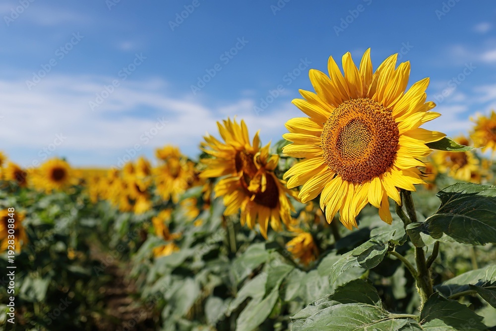 Obraz premium bright sunflower field under clear blue sky