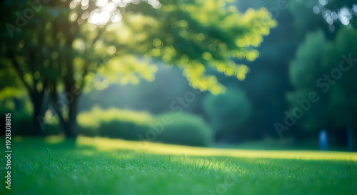 Sunlit serenity in a lush green forest glade