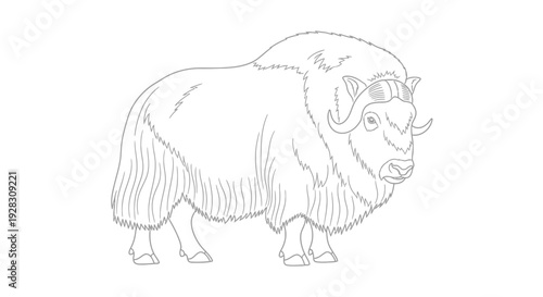 Musk ox standing detailed line art illustration side view white background.